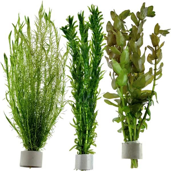 Bunched Aquarium Plant