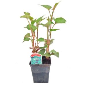 Waterplant Marginal Orange Peel Plant (Houttuynia cordata plena) 9cm Pot