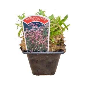 Waterplant Marginal Ragged Robin (Lychnis flos-coculi) 9cm Pot