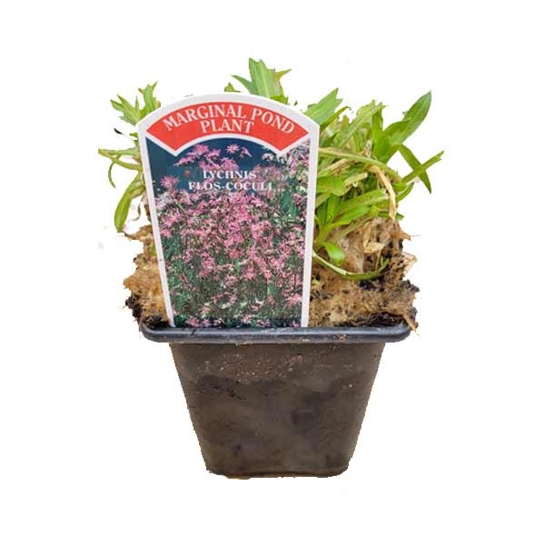 Waterplant Marginal Ragged Robin (Lychnis flos-coculi) 9cm Pot