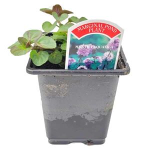 Waterplant Marginal Water Mint (Mentha aquatica) 9cm Pot