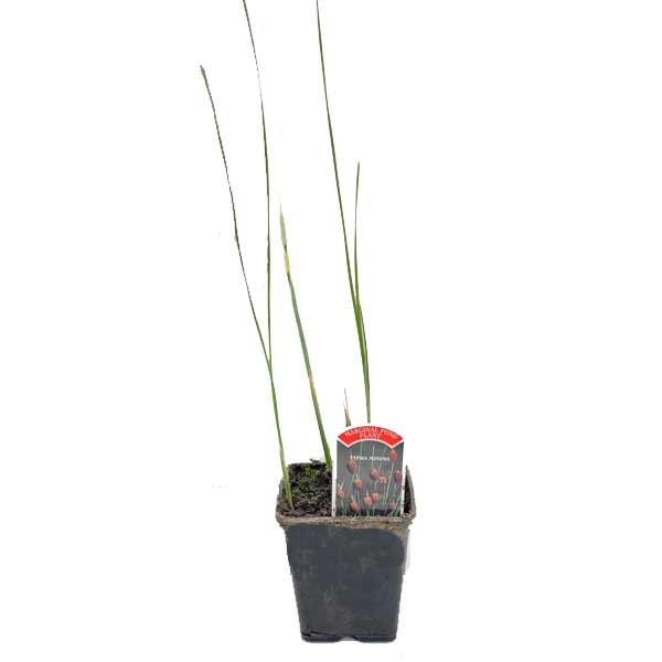 Waterplant Marginal Miniature Reedmace (Typha minima) 9cm Pot