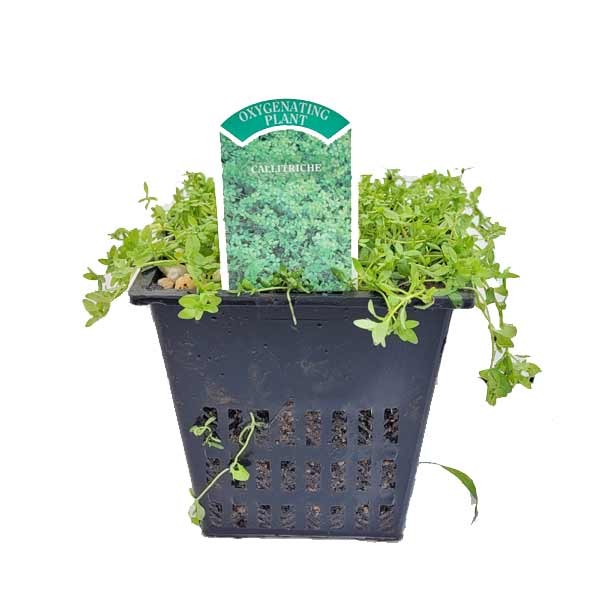 Waterplant Oxygenator Starwort (Callitriche) 1 Litre