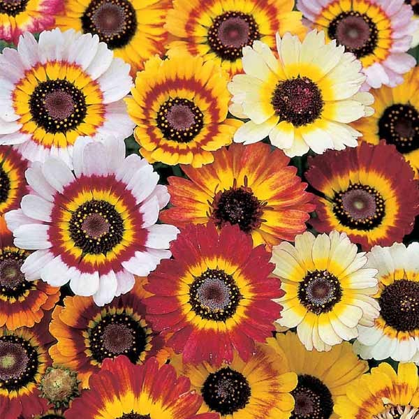 Unwins Chrysanthemum Tricolor Mixed Seeds