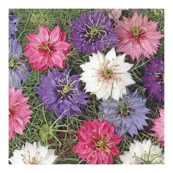 Unwins Love In A Mist Allsorts Seeds