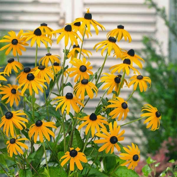 Unwins Rudbeckia Goldsturm Seeds