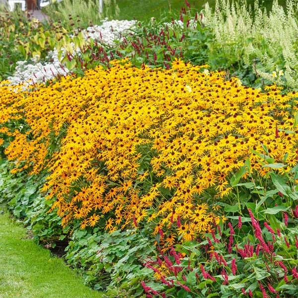 Unwins Rudbeckia Goldsturm Seeds