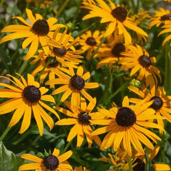 Unwins Rudbeckia Goldsturm Seeds