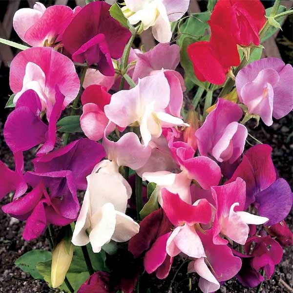 Unwins Sweet Pea Continental Mixed Seeds