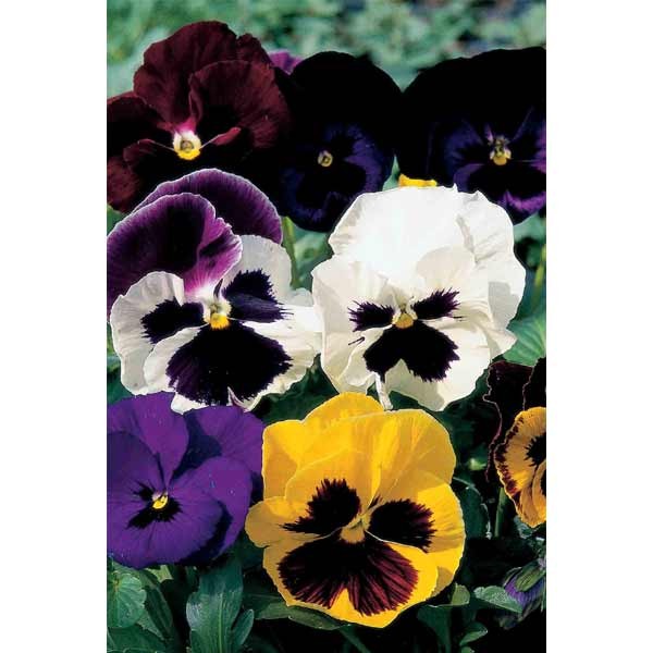 Unwins Pansy Bright And Beautiful Mix Seeds