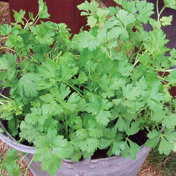 Unwins Parsley Italian Plain Leaved Seeds