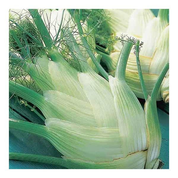 Unwins Fennel Florence Perfection Seeds