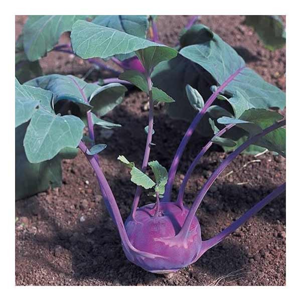 Unwins Kohl Rabi Azur Star Seeds