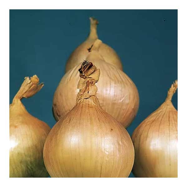 Unwins Onion Ailsa Craig Seeds