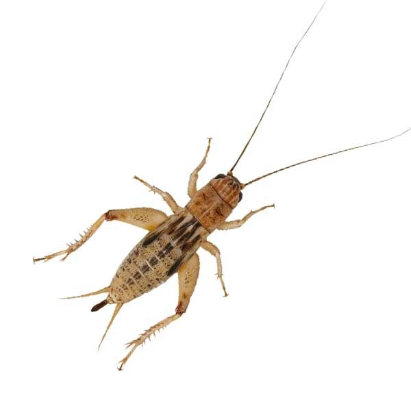 Home Delivery Silent Crickets Pre-Pack Standard