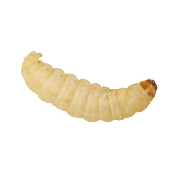 Home Delivery Waxworms 15g (in shavings)