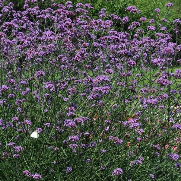 Unwins Nature's Haven Verbena Bonariensis Seeds