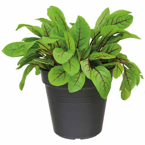 Elho Green Basics Growpot Living Black 11cm