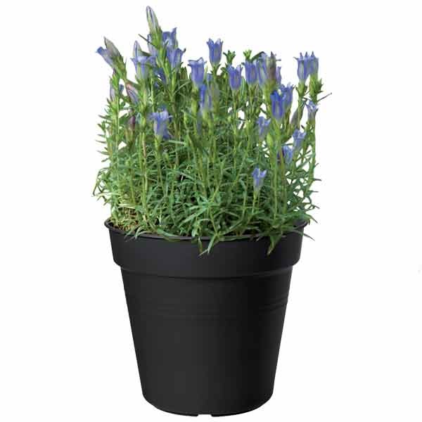 Elho Green Basics Growpot Living Black 11cm