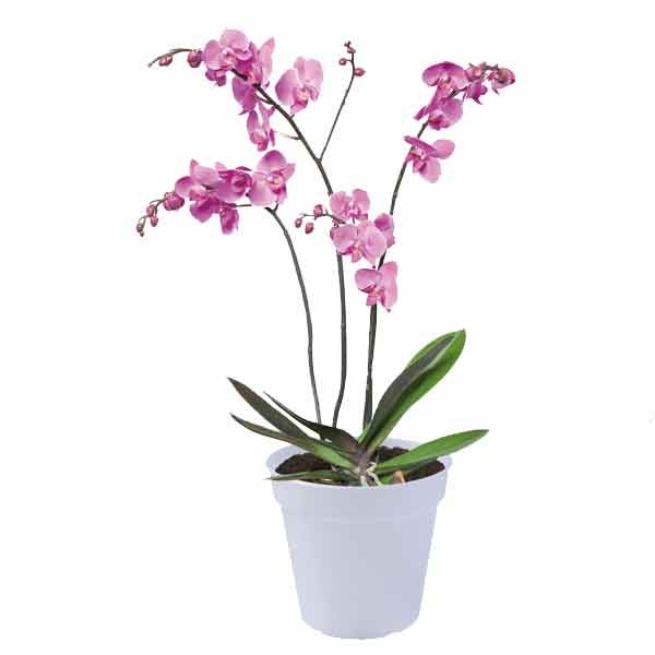 Elho Green Basics Orchid Transparent 17cm