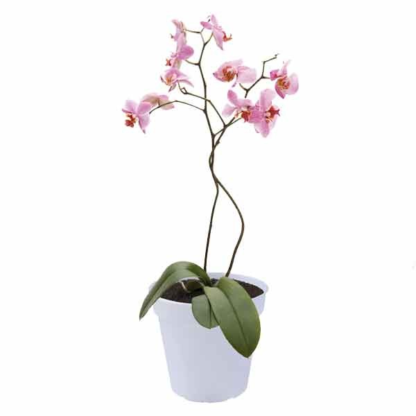 Elho Green Basics Orchid Transparent 17cm