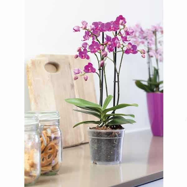 Elho Green Basics Orchid Transparent 17cm