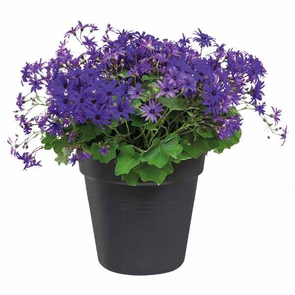 Elho Green Basics Growpot Living Black 17cm