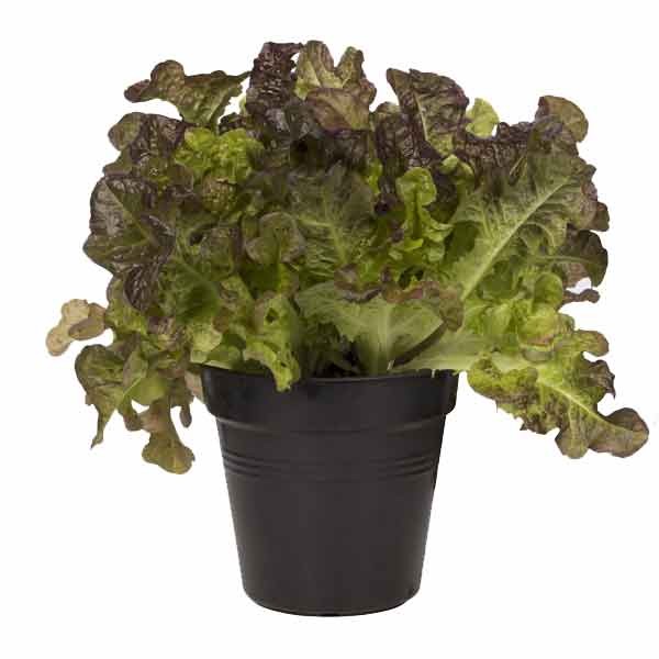 Elho Green Basics Growpot Living Black 17cm