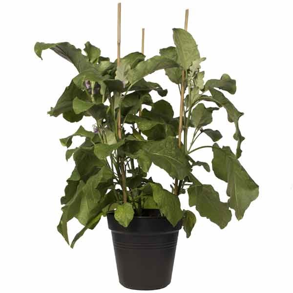 Elho Green Basics Growpot Living Black 24cm