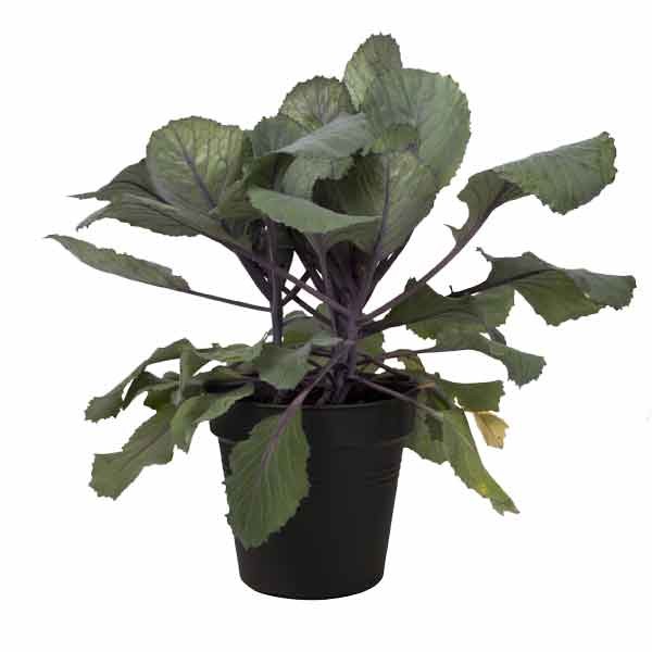 Elho Green Basics Growpot Living Black 24cm