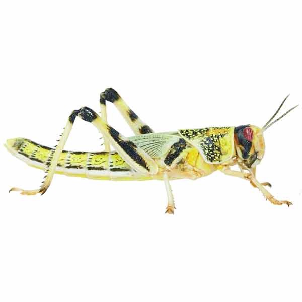 Home Delivery Locusts Super-Pack Adult