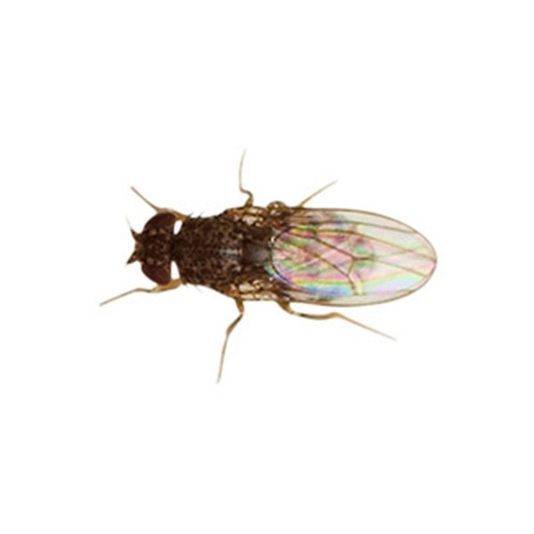 Home Delivery Flightless Fruitfly (Drosophila) Culture