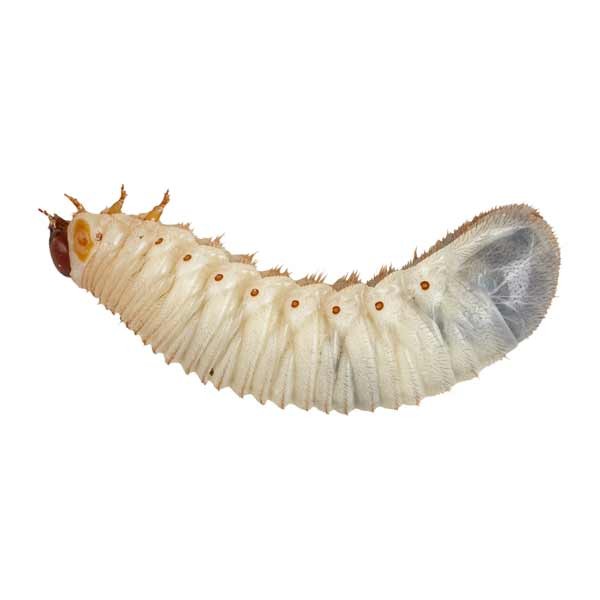 Home Delivery Fruit-Beetle Grubs Pre-Pack