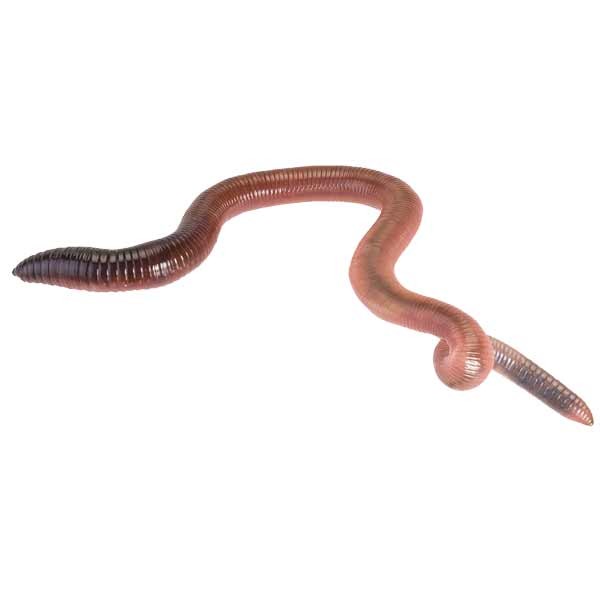 Home Delivery Giant Lob Worms Pre-Pack