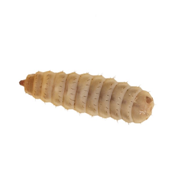 Home Delivery Calci-Worms Pre-Pack Small