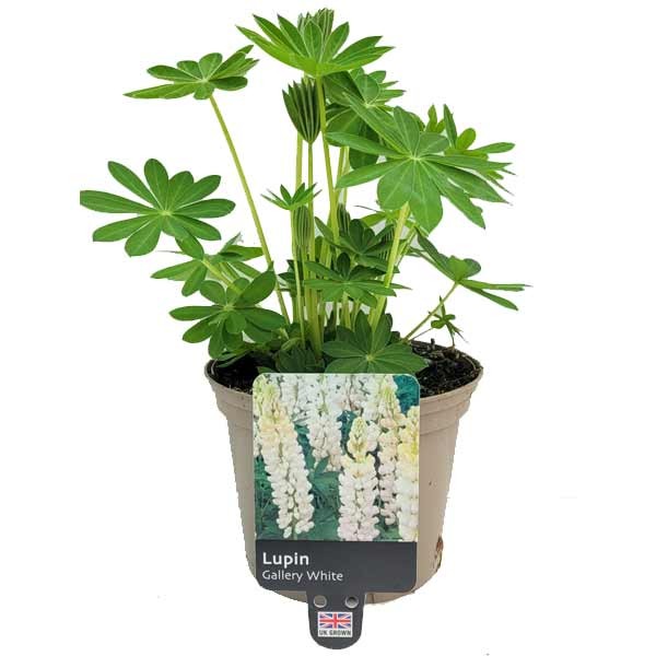 Lupin Gallery White 1 Litre Pot