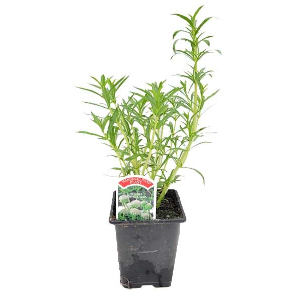 Waterplant Marginal White Water Spearmint (Mentha cervina alba) 9cm Pot