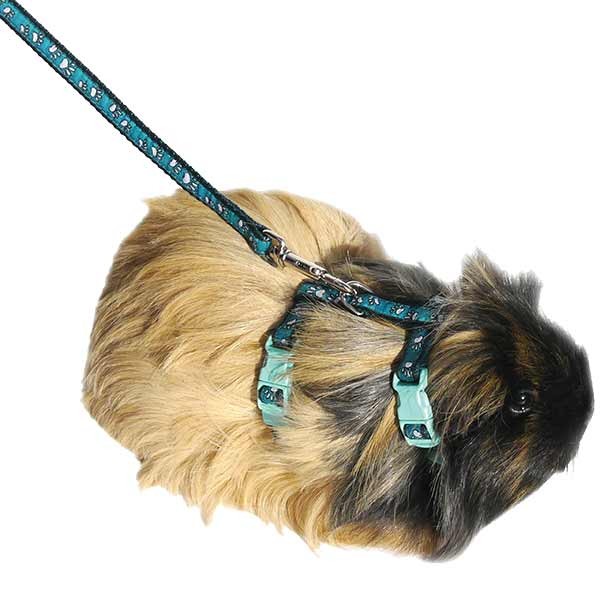 Rosewood Paw Prints Harness & Lead Small