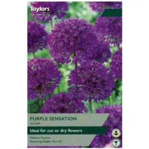 Taylors Bulbs Allium Purple Sensation 6 Pack - NL