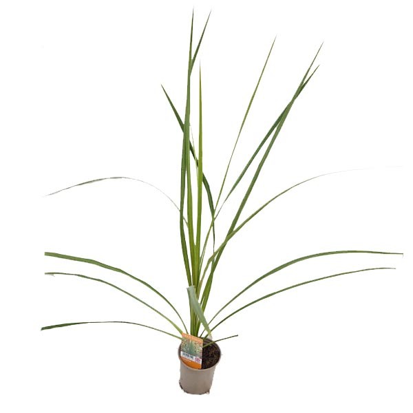 New Zealand Cabbage Tree (Cordyline australis) V11 Pot