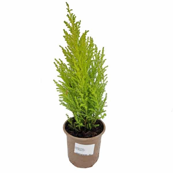 Golden Cypress (Cupressus goldcrest) V11 Pot