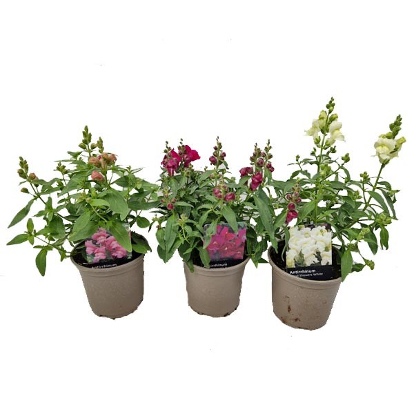 Snapdragon Floral Showers Assorted Colours V11 Pot (Antirrhinum majus)