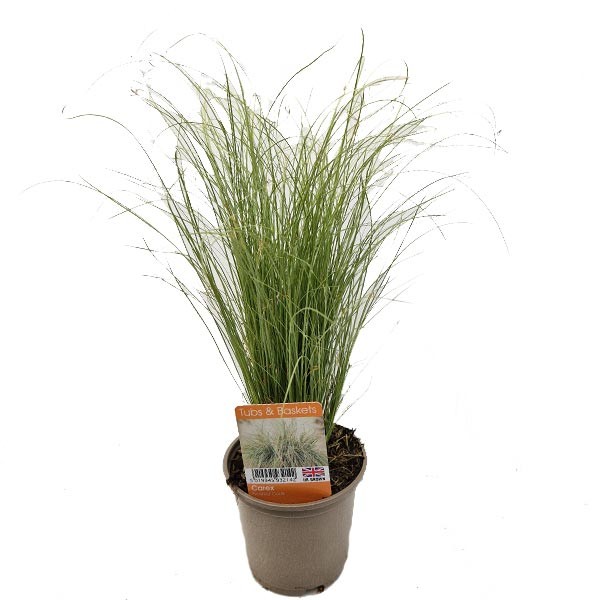 New Zealand Hair Sedge "Frosted Curls" V11 Pot (Carex comans)