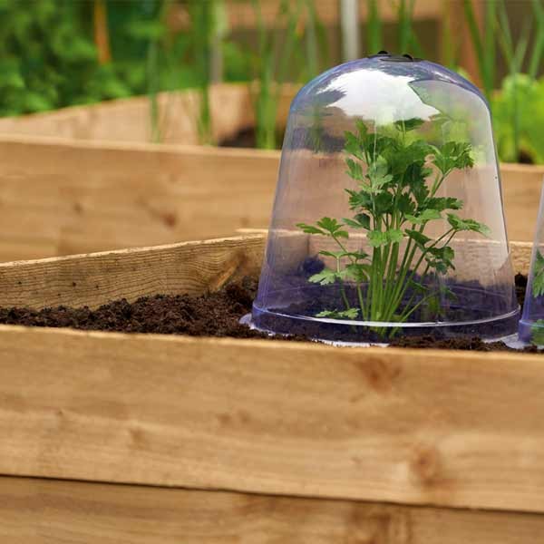 Grow it Bell Cloche 3 Pack