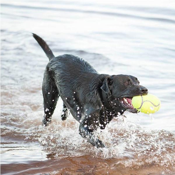 KONG AirDog Squeaker Football Large Dog Toy