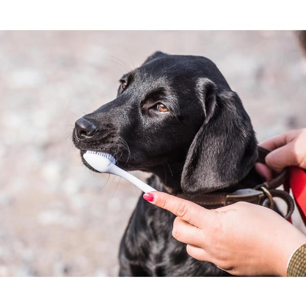 Mikki Double Toothbrush