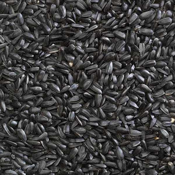 Bucktons Striped Sunflower Seeds 12.75kg