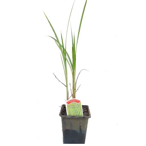 Waterplant Marginal Sweet Galingale (Cyperus longus) 9cm Pot