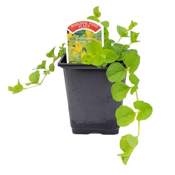 Waterplant Marginal Creeping Jenny (Lysimachia nummularia) 9cm Pot