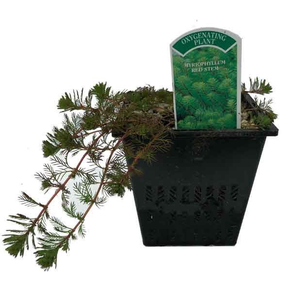 Waterplant Oxygenator Myriophyllum Red Stem 1 Litre